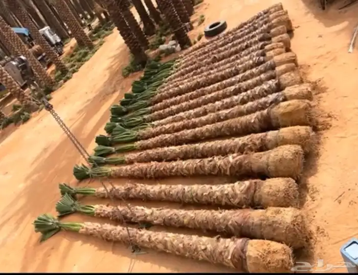 نخيل واشنطن للبيع بجميع انوواع المقاسات 0