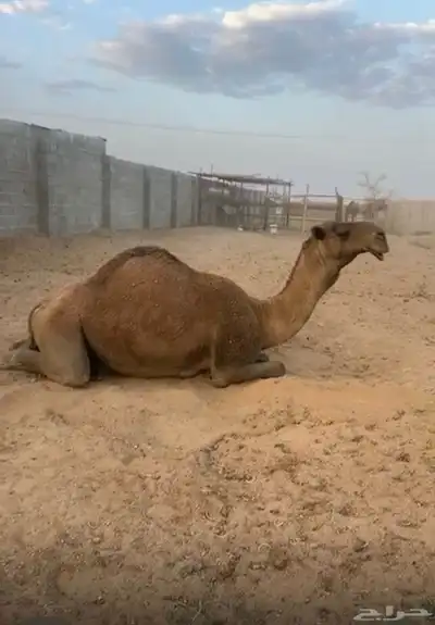 للبيع البعير الاشعل index