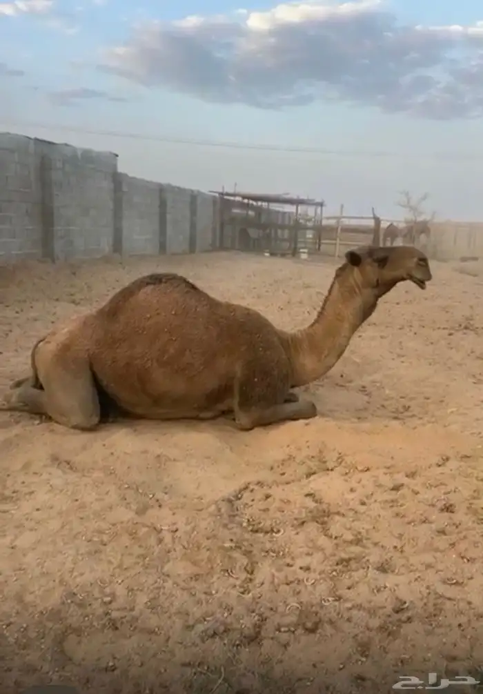 للبيع البعير الاشعل 3