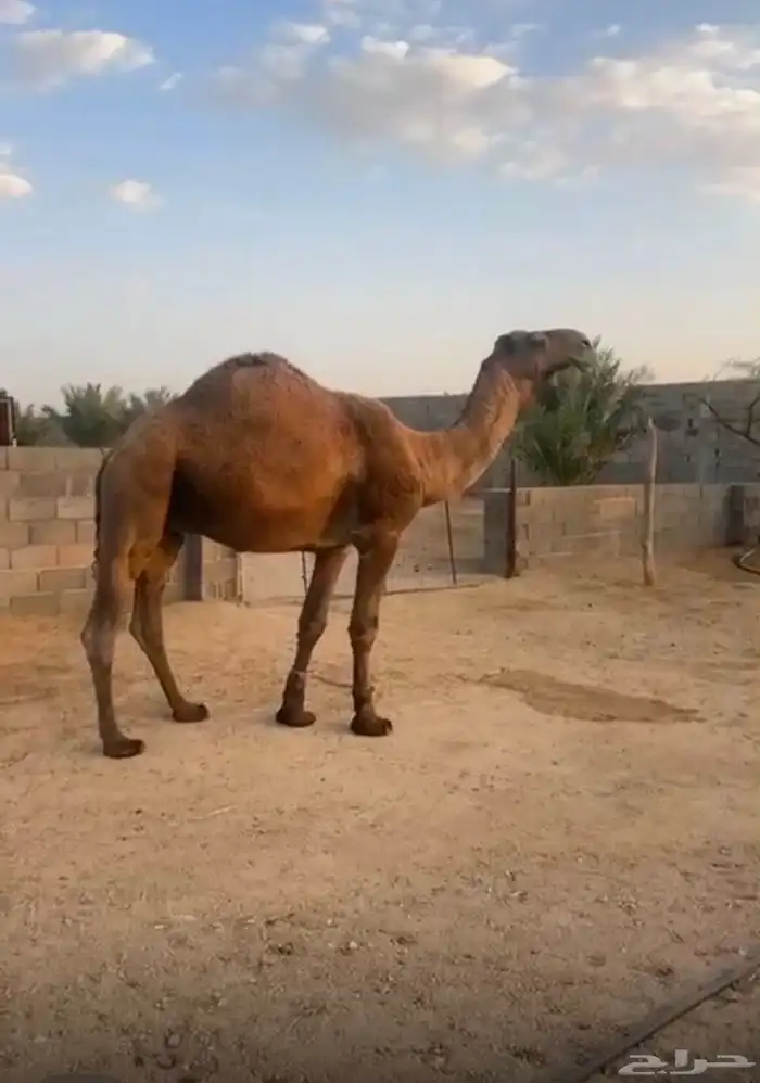 للبيع البعير الاشعل 1