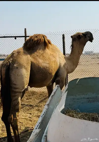 حمل شمالي مشروط index