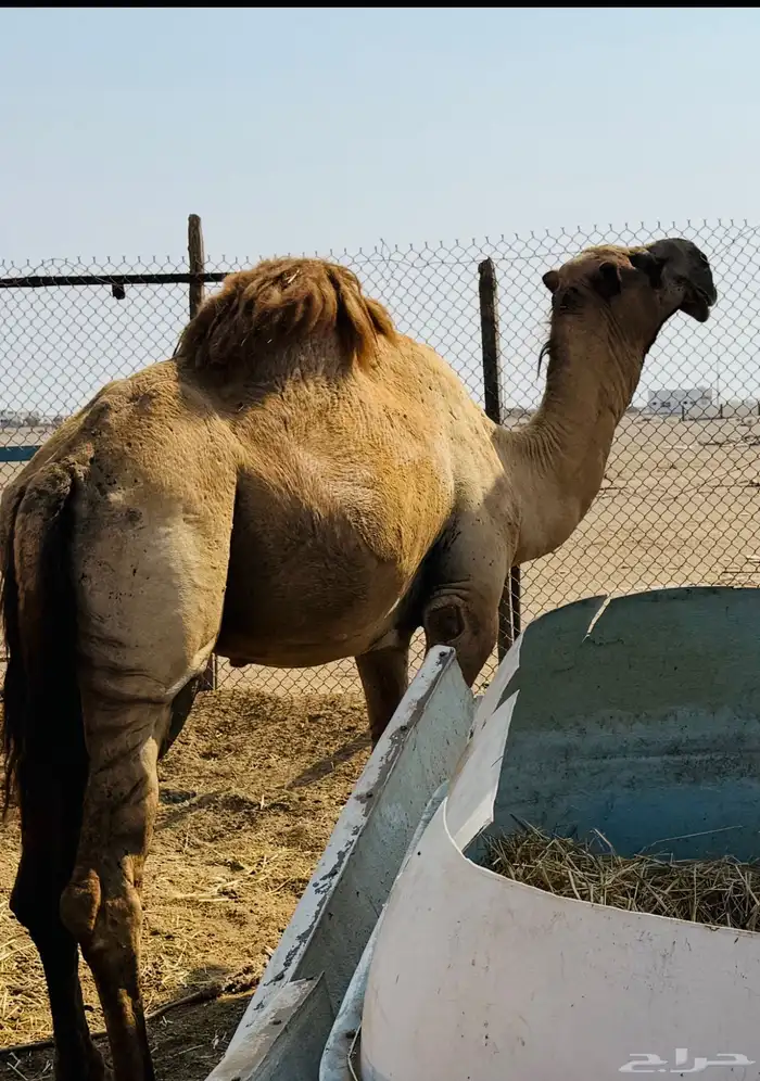 حمل شمالي مشروط 2