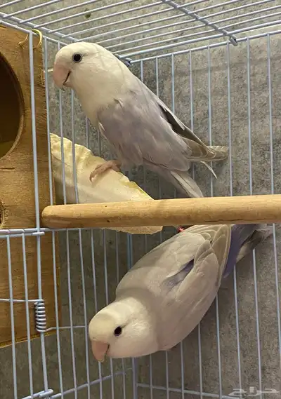 للبيع زوج روز اوبلاين منتج index