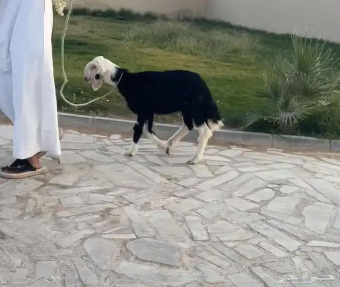 مرياع خصم ونادرة 0