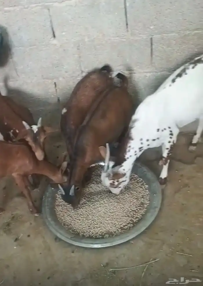 أربع تيوس للبيع   تيس بعمر 8 شهور وثلاث تيوس بعمر 3.5 شهور 0