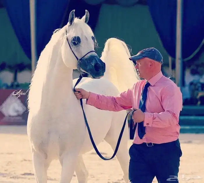 فرس واهو بنت الاسطور نسج خيدار 6