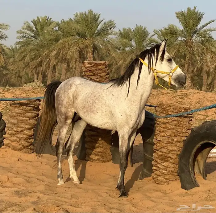 خيل للبيع 1