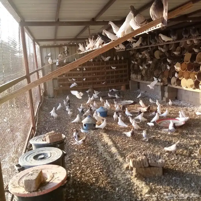 ( عشة ) حمام للبيع 0