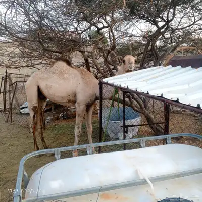 قعود عمرة سنة واربعة شهور 0