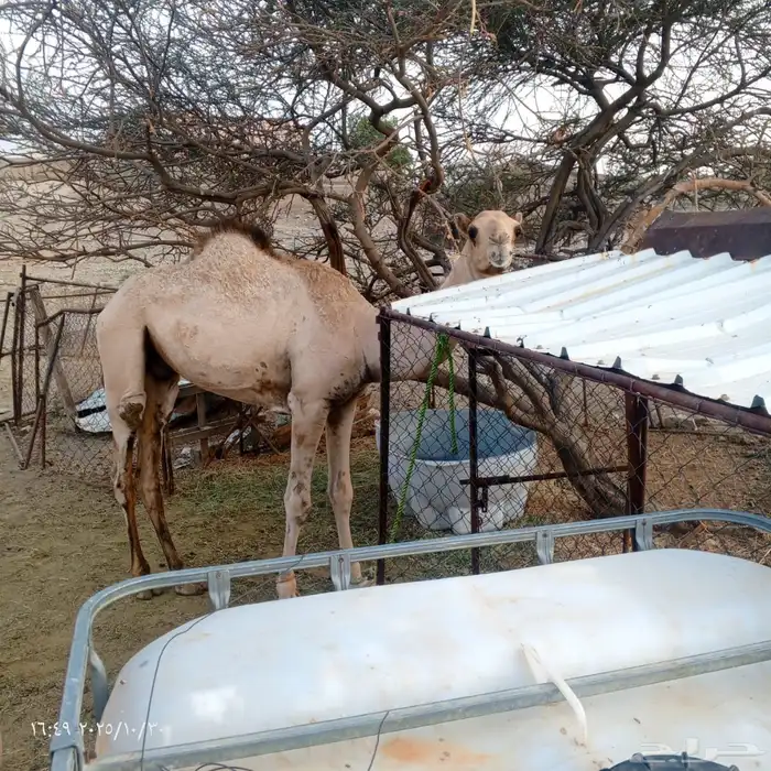 قعود عمرة سنة واربعة شهور 0