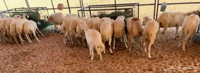 ظان غنم رفيديات دفيع index