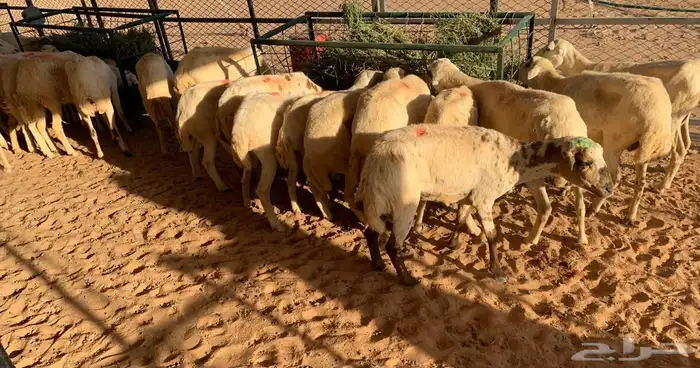 ظان غنم رفيديات دفيع 2