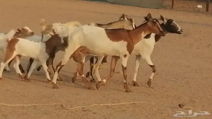 معزا بيشيات خلفات طيبة وبهمها جواهر 3 رأس 10