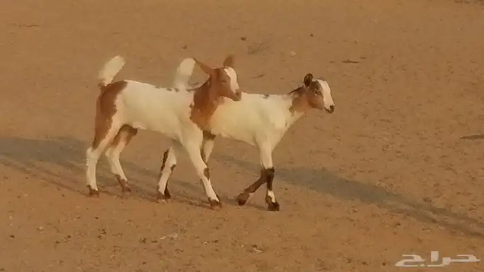 معزا بيشيات خلفات طيبة وبهمها جواهر 3 رأس 26