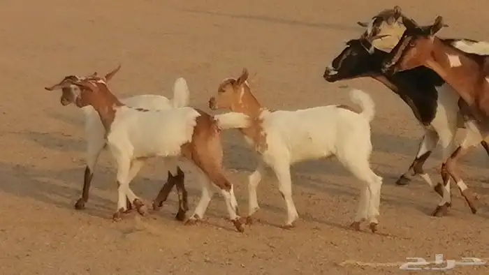 معزا بيشيات خلفات طيبة وبهمها جواهر 3 رأس 4