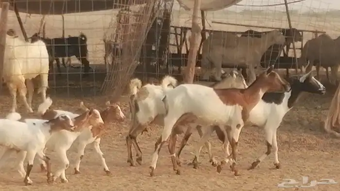 معزا بيشيات خلفات طيبة وبهمها جواهر 3 رأس 13