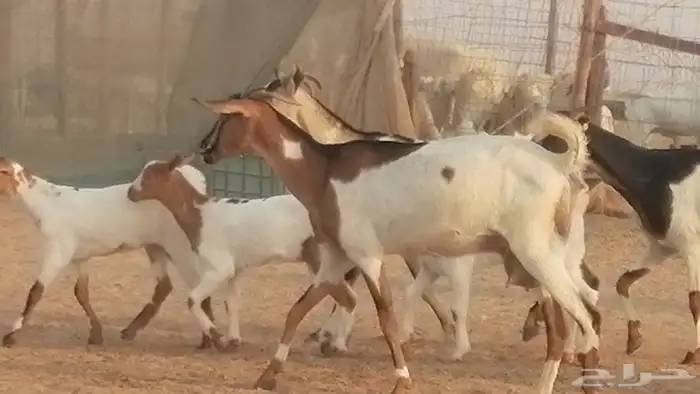 معزا بيشيات خلفات طيبة وبهمها جواهر 3 رأس 28