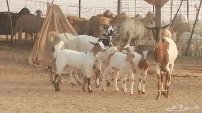 معزا بيشيات خلفات طيبة وبهمها جواهر 3 رأس 21