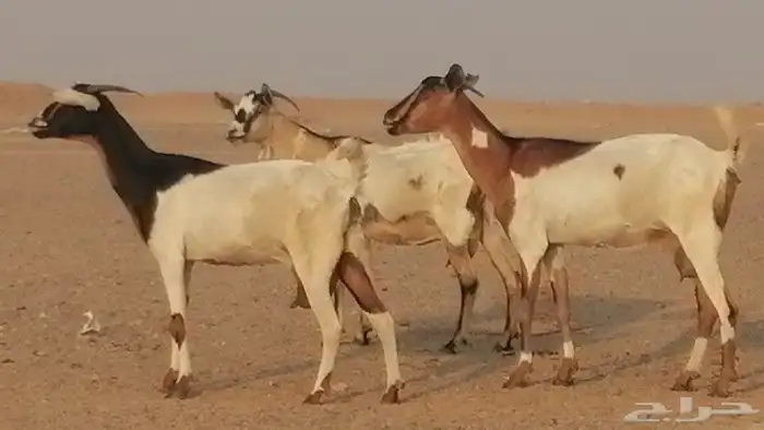 معزا بيشيات خلفات طيبة وبهمها جواهر 3 رأس 34
