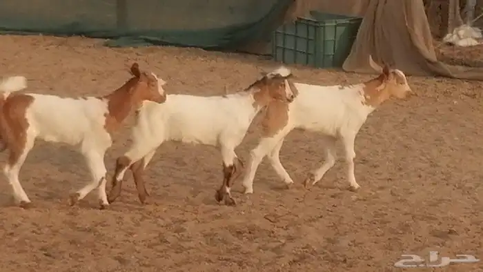 معزا بيشيات خلفات طيبة وبهمها جواهر 3 رأس 27