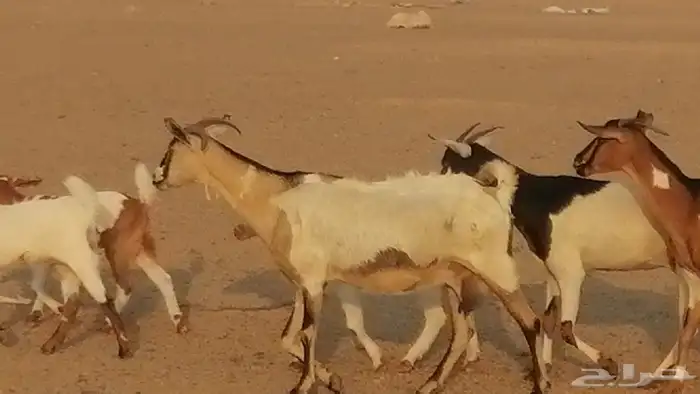 معزا بيشيات خلفات طيبة وبهمها جواهر 3 رأس 6