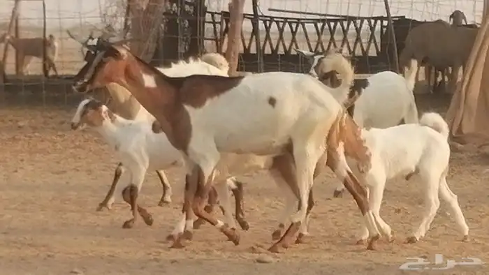 معزا بيشيات خلفات طيبة وبهمها جواهر 3 رأس 32