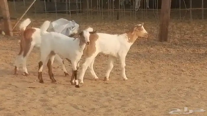 معزا بيشيات خلفات طيبة وبهمها جواهر 3 رأس 5