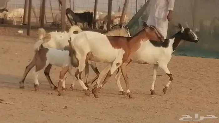 معزا بيشيات خلفات طيبة وبهمها جواهر 3 رأس 12