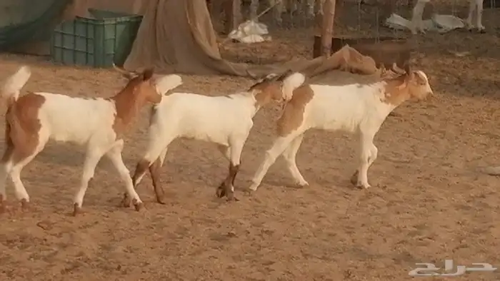 معزا بيشيات خلفات طيبة وبهمها جواهر 3 رأس 24