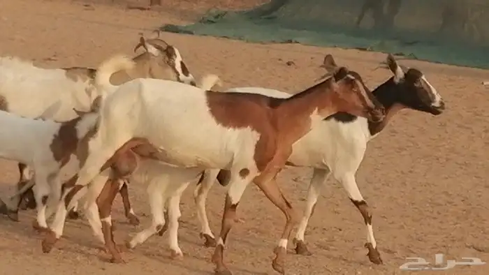 معزا بيشيات خلفات طيبة وبهمها جواهر 3 رأس 22