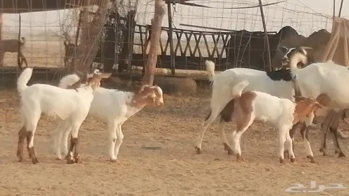 معزا بيشيات خلفات طيبة وبهمها جواهر 3 رأس 14