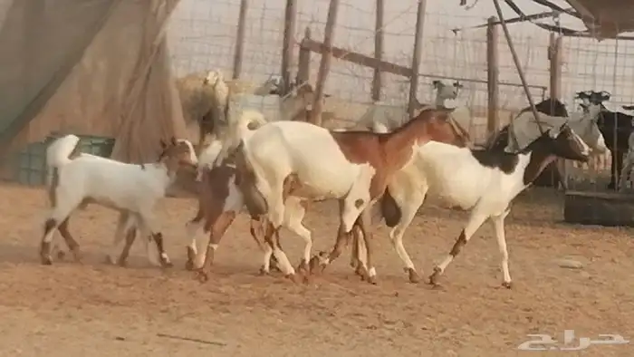 معزا بيشيات خلفات طيبة وبهمها جواهر 3 رأس 17