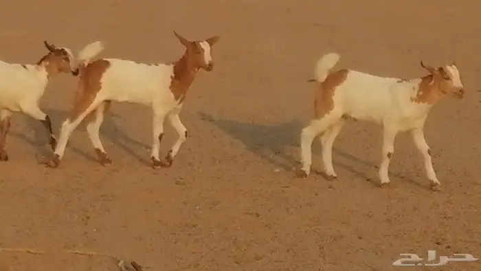 معزا بيشيات خلفات طيبة وبهمها جواهر 3 رأس 23