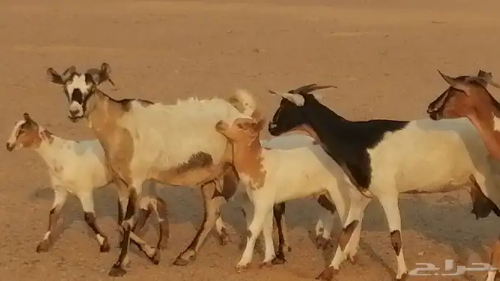 معزا بيشيات خلفات طيبة وبهمها جواهر 3 رأس 39