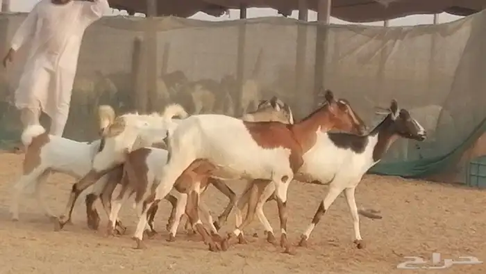 معزا بيشيات خلفات طيبة وبهمها جواهر 3 رأس 9