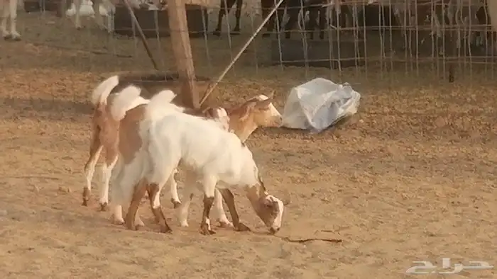 معزا بيشيات خلفات طيبة وبهمها جواهر 3 رأس 3