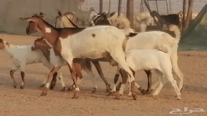 معزا بيشيات خلفات طيبة وبهمها جواهر 3 رأس 38