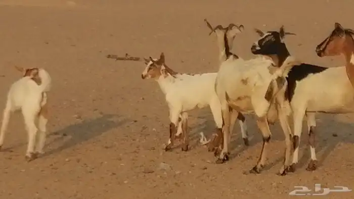 معزا بيشيات خلفات طيبة وبهمها جواهر 3 رأس 35