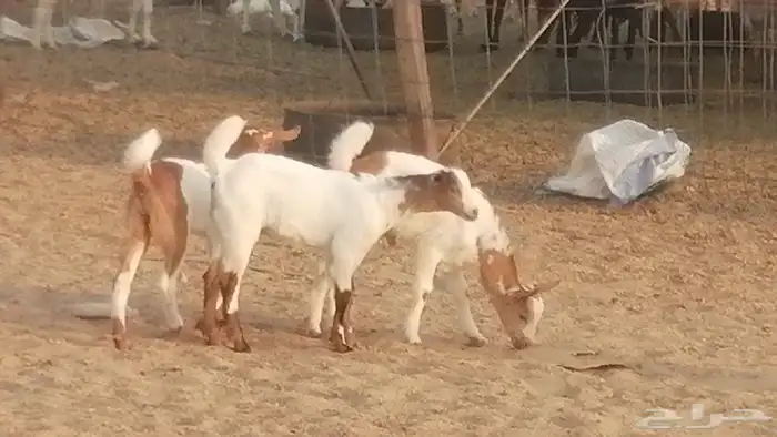 معزا بيشيات خلفات طيبة وبهمها جواهر 3 رأس 30