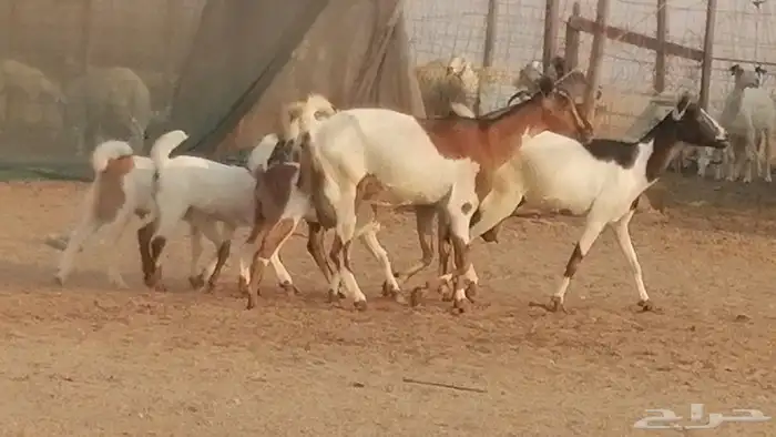 معزا بيشيات خلفات طيبة وبهمها جواهر 3 رأس 15