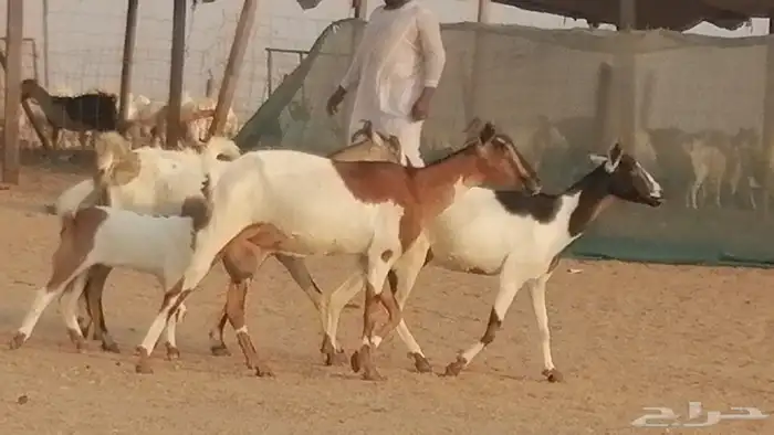 معزا بيشيات خلفات طيبة وبهمها جواهر 3 رأس 11