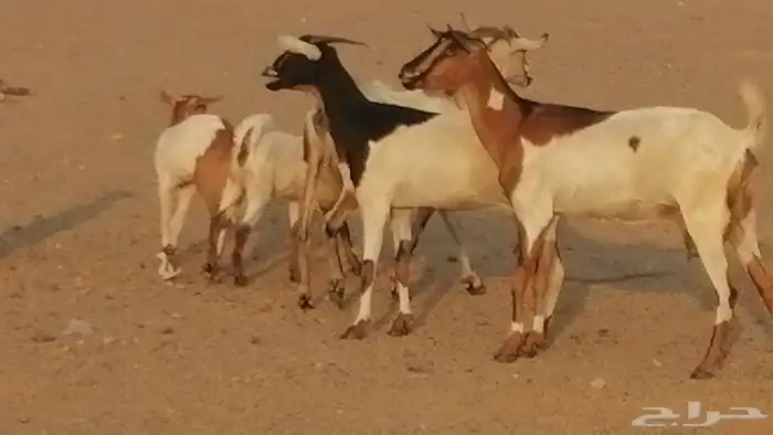 معزا بيشيات خلفات طيبة وبهمها جواهر 3 رأس 36