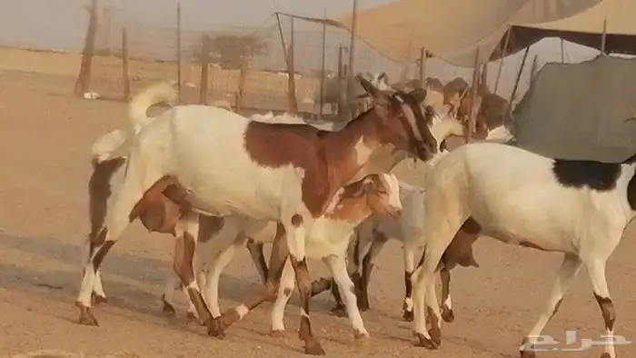 معزا بيشيات خلفات طيبة وبهمها جواهر 3 رأس 18