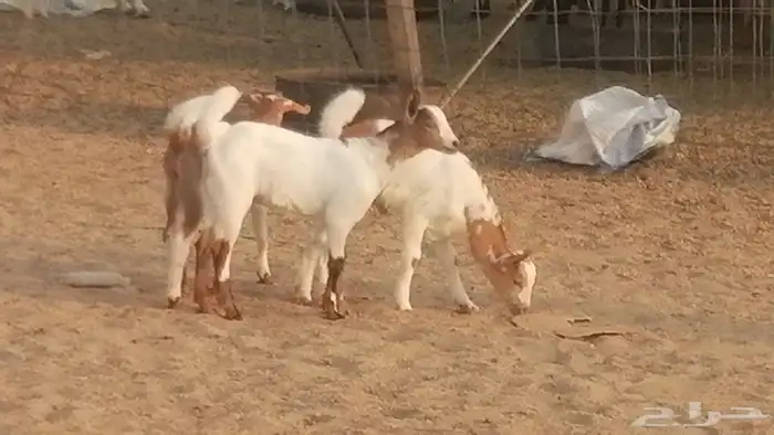 معزا بيشيات خلفات طيبة وبهمها جواهر 3 رأس 1