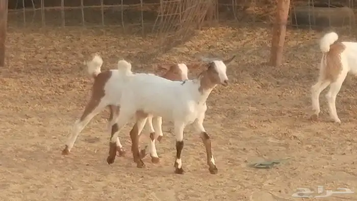 معزا بيشيات خلفات طيبة وبهمها جواهر 3 رأس 7