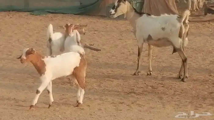 معزا بيشيات خلفات طيبة وبهمها جواهر 3 رأس 33