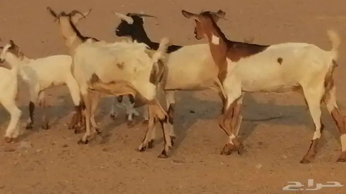 معزا بيشيات خلفات طيبة وبهمها جواهر 3 رأس 0