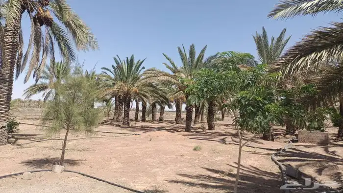 اشجار زيتون ونخيل 5