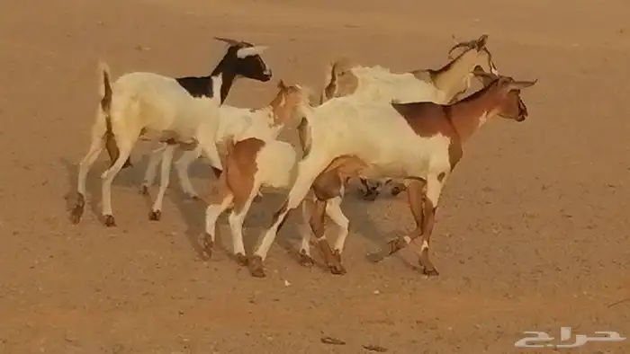 معزا بيشيات خلفات طيبة وبهمها جواهر 3 رأس 8