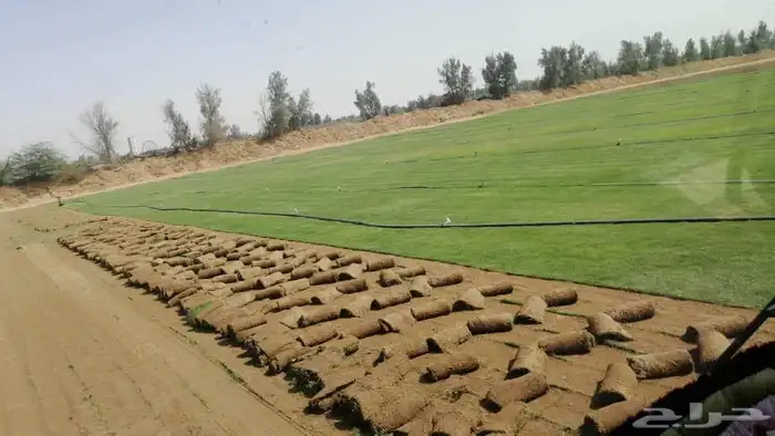 نجيل طبيعي 8